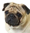 Bienvenue sur le site ChienCarlin.com - Tout sur votre chien préféré, le Carlin